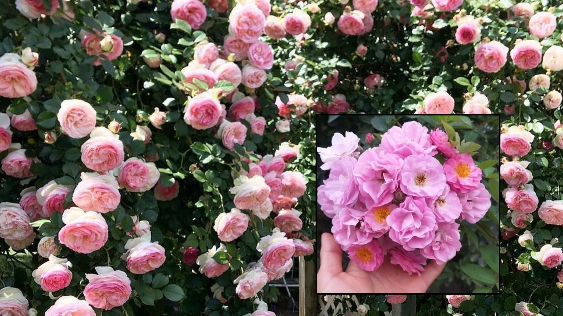 cach-cham-soc-hoa-tam-xuan